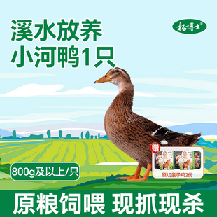 杨博士小河鸭农家放养正宗土鸭皖南溪水鸭子现抓现杀新鲜童子鸡