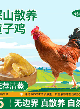 杨博士童子鸡正宗皖南散养未打鸣公鸡土鸡仔公鸡农家放养小公鸡