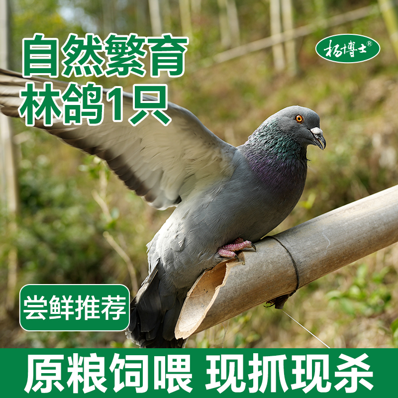 杨博士正宗皖南土鸽1只散养鸽子孕期营养生鲜乳鸽新鲜现杀土鸽子