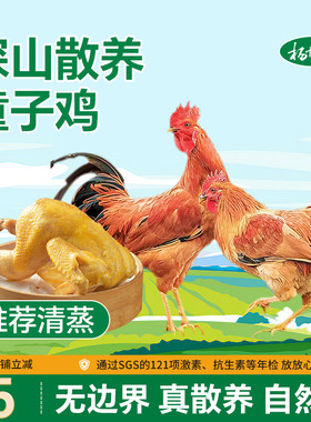 杨博士童子鸡正宗皖南散养土鸡小公鸡整只鸡生鲜鸡肉清蒸食材
