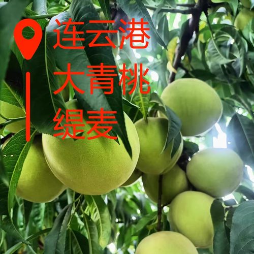 九月连云港采摘大青桃脆桃鲜桃香桃清脆爽口清甜毛桃山桃水蜜桃