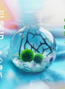 球藻君MARIMO海藻球生态瓶包邮「可爱元气球」日本创意水藻真植物