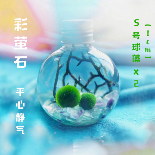 气球」日本创意水藻真植物 「可爱元 包邮 球藻君MARIMO海藻球生态瓶