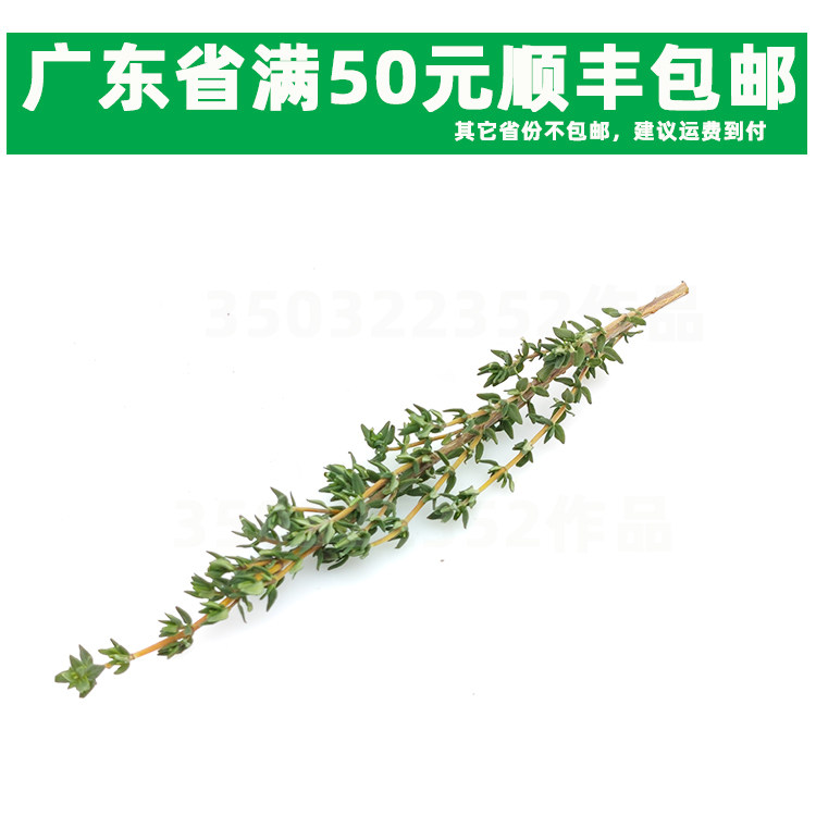 新鲜香料100克 西餐备香料 新鲜百里香Thyme 麝香草煎肉餐厅香草