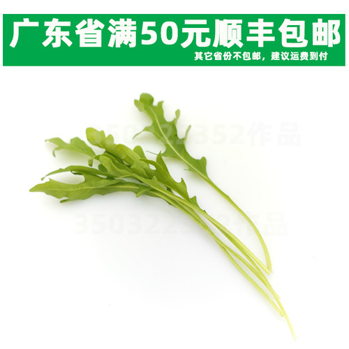 新鲜蔬菜芝麻菜250克 芸芥 火箭菜 沙拉西餐配菜rocket、arugula