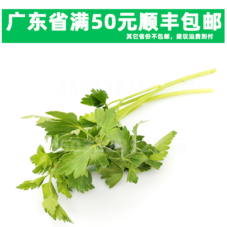 新鲜250克蔬菜 欧芹 parsley 香芹 荷兰芹意反西意大利番西意蕃茜