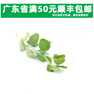 新鲜香料 牛至叶 100克 俄力冈叶披萨草 马祖林 Origanum 大兔叶