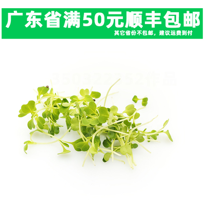 新鲜20克 芝麻苗 可食用芽苗菜 装饰摆盘 菜苗 绿苗菜