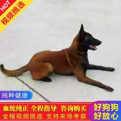 纯种马犬幼犬活体看家护院