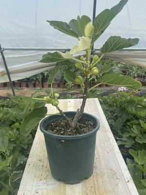 无花果树苗盆栽南北方发货当年