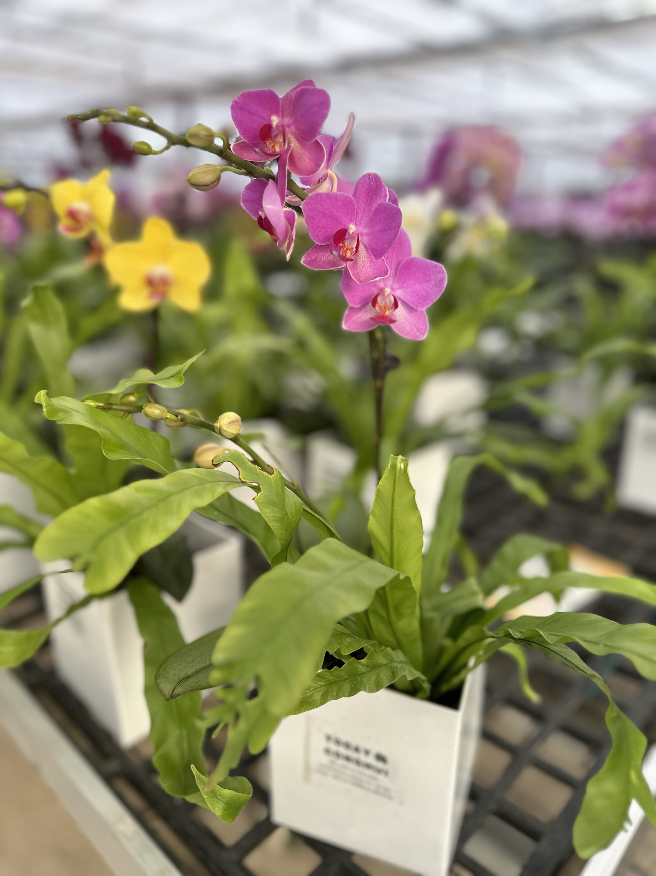 蝴蝶兰兄弟精灵杂交兰洋兰类室内花卉盆栽绿植