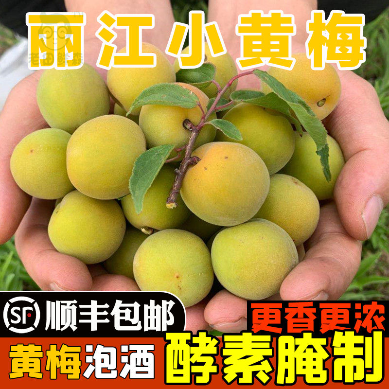 6月初发货 丽江野生小黄梅 鲜果现摘泡酒用料新鲜酸梅子5斤装包邮
