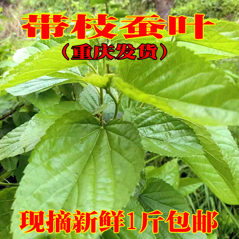 重庆新鲜桑叶蚕宝宝食物学生养蚕桑树叶喂蚕蚕叶嫩叶现摘现发