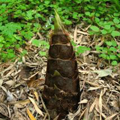 重庆发货新鲜楠竹笋春笋斑竹笋