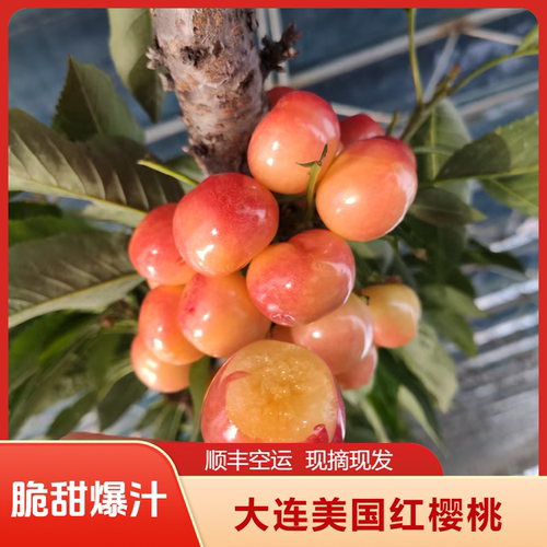 顺丰空运大连美果大红黄樱桃