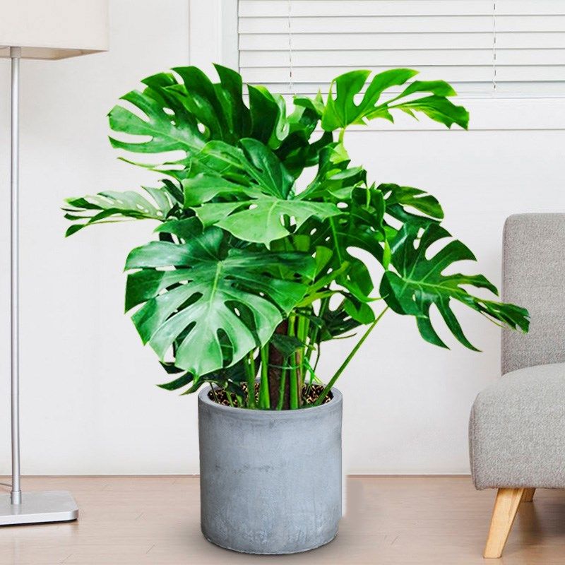 大型绿植龟背竹大盆栽净化空气吸甲醛网红客厅卧室办公室植物西安