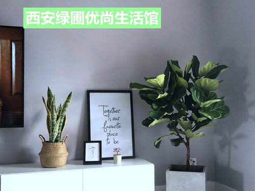 琴叶榕美观大型落地盆栽绿植室内北欧商场盆景客厅网红树西安同城 - 封面