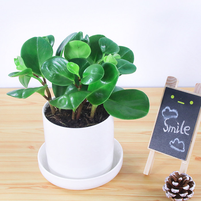 西安同城桌面小绿植碧玉琴叶榕虎皮兰净化空气去甲醛如懿皇后耐阴