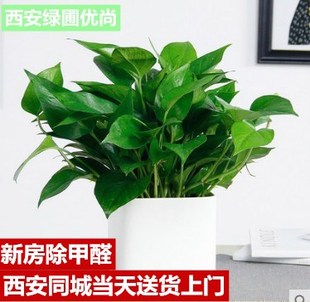绿萝西安同城免费配送绿航盆栽耐阴室内客厅去甲醛净化空气乔迁