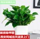 绿萝西安同城免费配送绿航盆栽耐阴室内客厅去甲醛净化空气乔迁