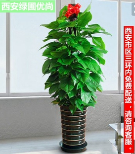 大叶绿萝柱净化空气去甲醛办公室大型绿植盆栽送礼乔迁西安同城