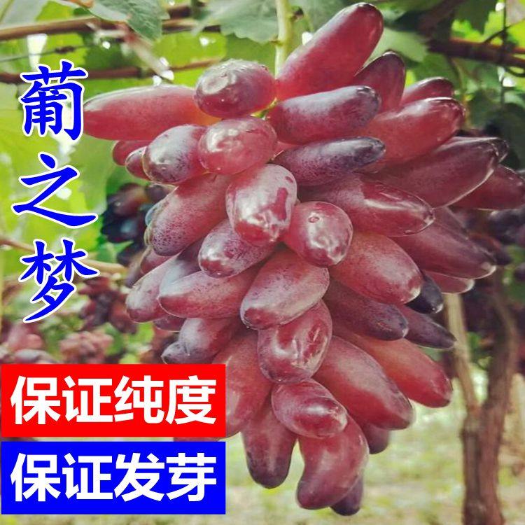 嫁接葡之梦葡萄苗 南方北方种植新品种葡萄树盆栽地栽果树苗落叶