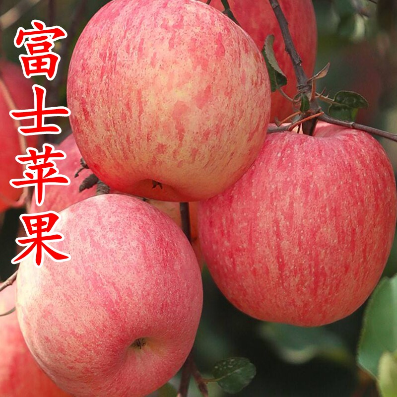 苹果树苗 红色之爱 红肉苹果树苗 盆栽地栽果树苗 南北方种植果树