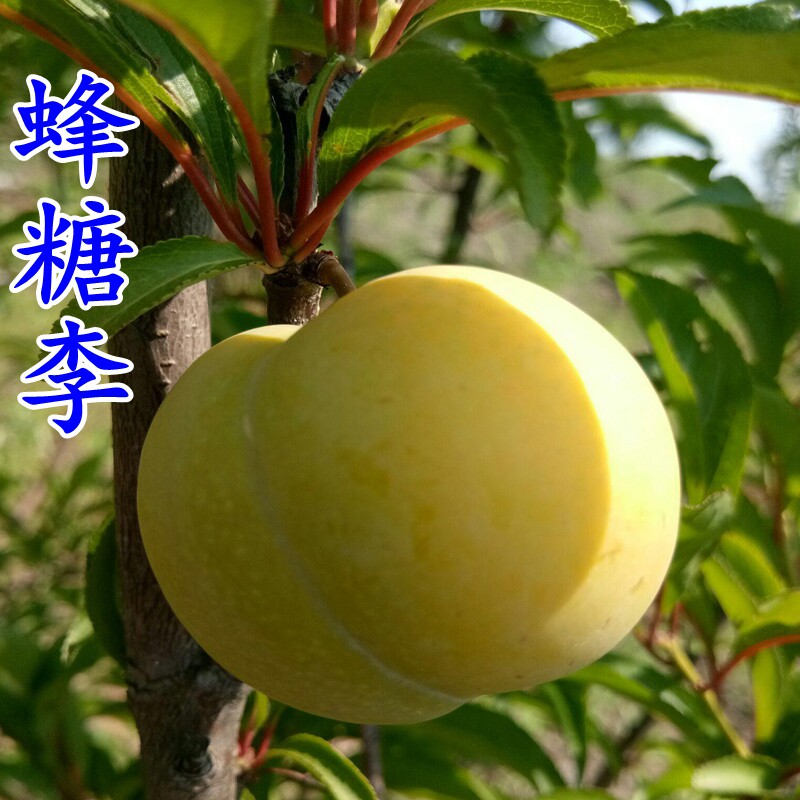 嫁接中华南方盆栽地栽李子树苗