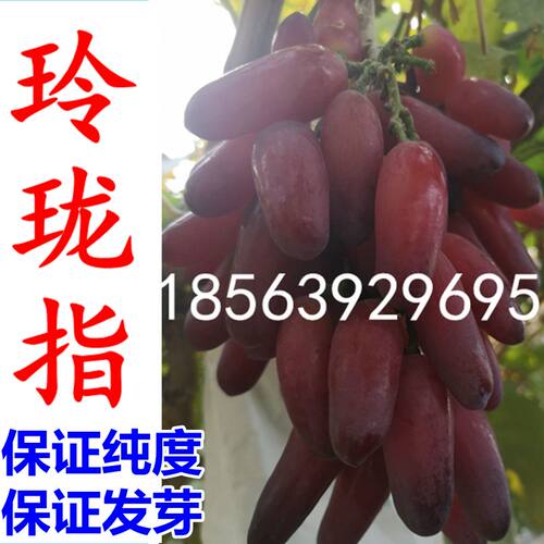 玲珑指玲珑指葡萄苗南方北方种植