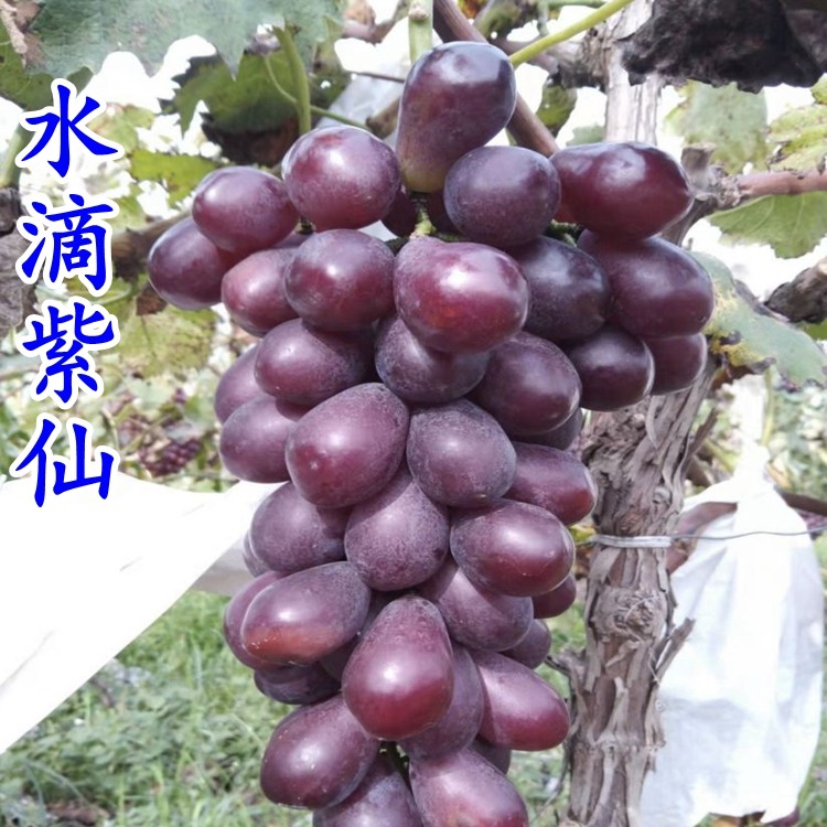 水滴紫仙新品种葡萄树苗 南方北方种植 高产抗病 爬藤果树苗