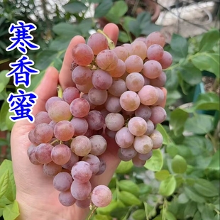 嫁接无核寒香蜜葡萄苗 懒人葡萄 盆栽地载南方北方种植