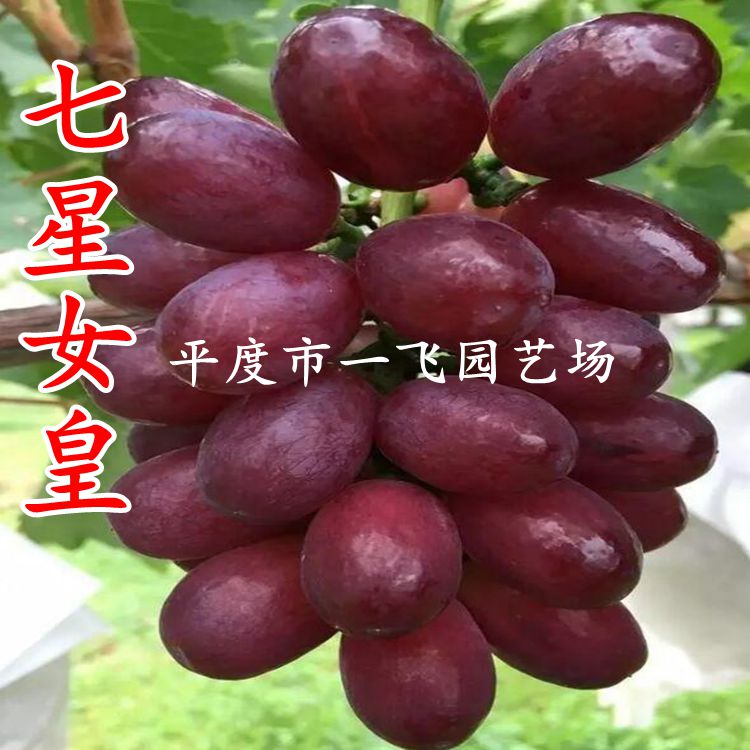 葡萄树苗 七星女皇(女王)葡萄苗 早熟葡萄苗新品种 南北方种植