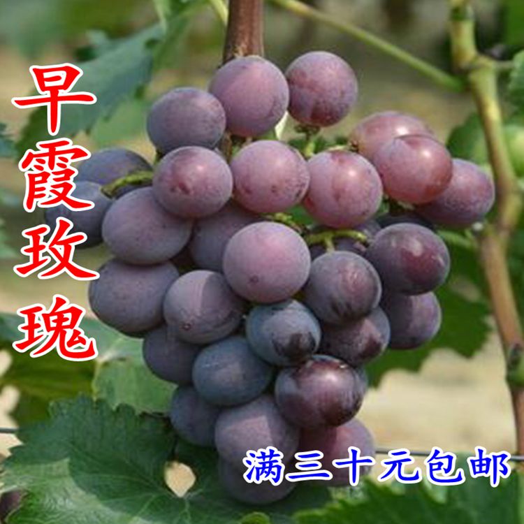 早霞玫瑰葡萄苗 早熟 抗病 南方北方种植盆栽庭院葡萄苗新品种