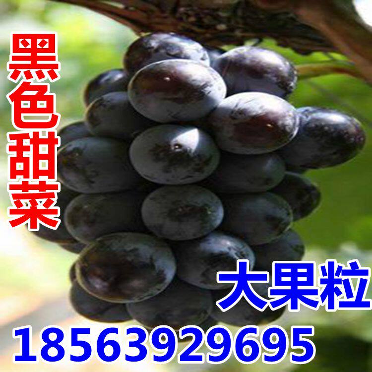 黑色甜菜葡萄苗 南方北方种植 早熟高产葡萄苗 新品种果树包邮
