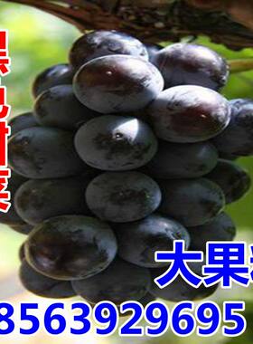 黑色甜菜葡萄苗南方种果树高产