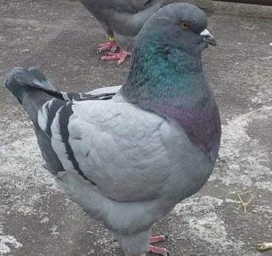 观赏鸽元宝鸽大体元宝鸽子