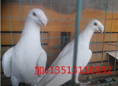 观赏鸽鸽子元宝鸽公斤俄罗斯