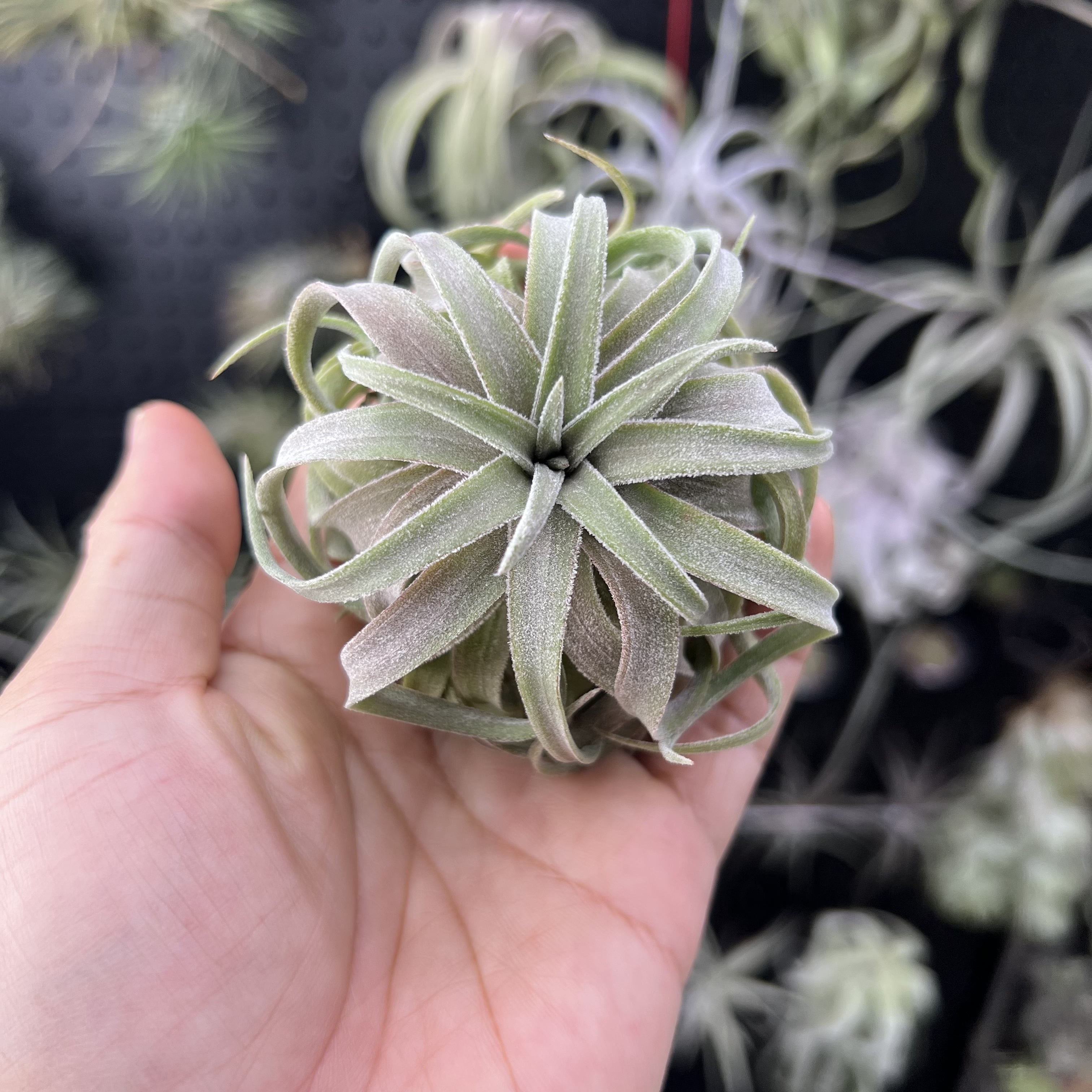 华美杂交bc空气凤梨新奇无土懒人室内桌面绿植物造景顺丰包邮