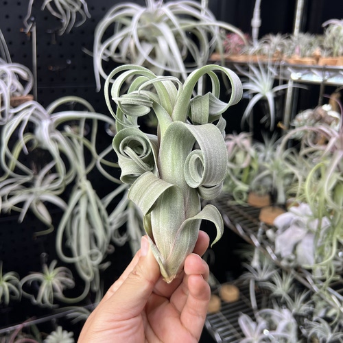 花卷空气凤梨新奇无土懒人室内桌面绿植物造景顺丰包邮