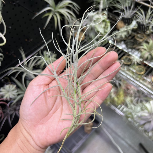 蓝花松萝空气凤梨新奇无土懒人室内桌面绿植物造景顺丰包邮