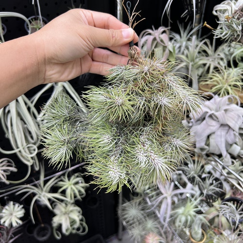 银狐群生空气凤梨新奇无土懒人室内桌面绿植物造景顺丰包邮