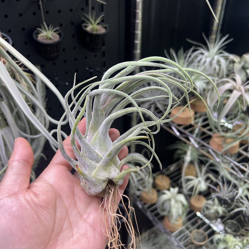 犀牛角空气凤梨新奇无土懒人室内桌面绿植物造景顺丰包邮