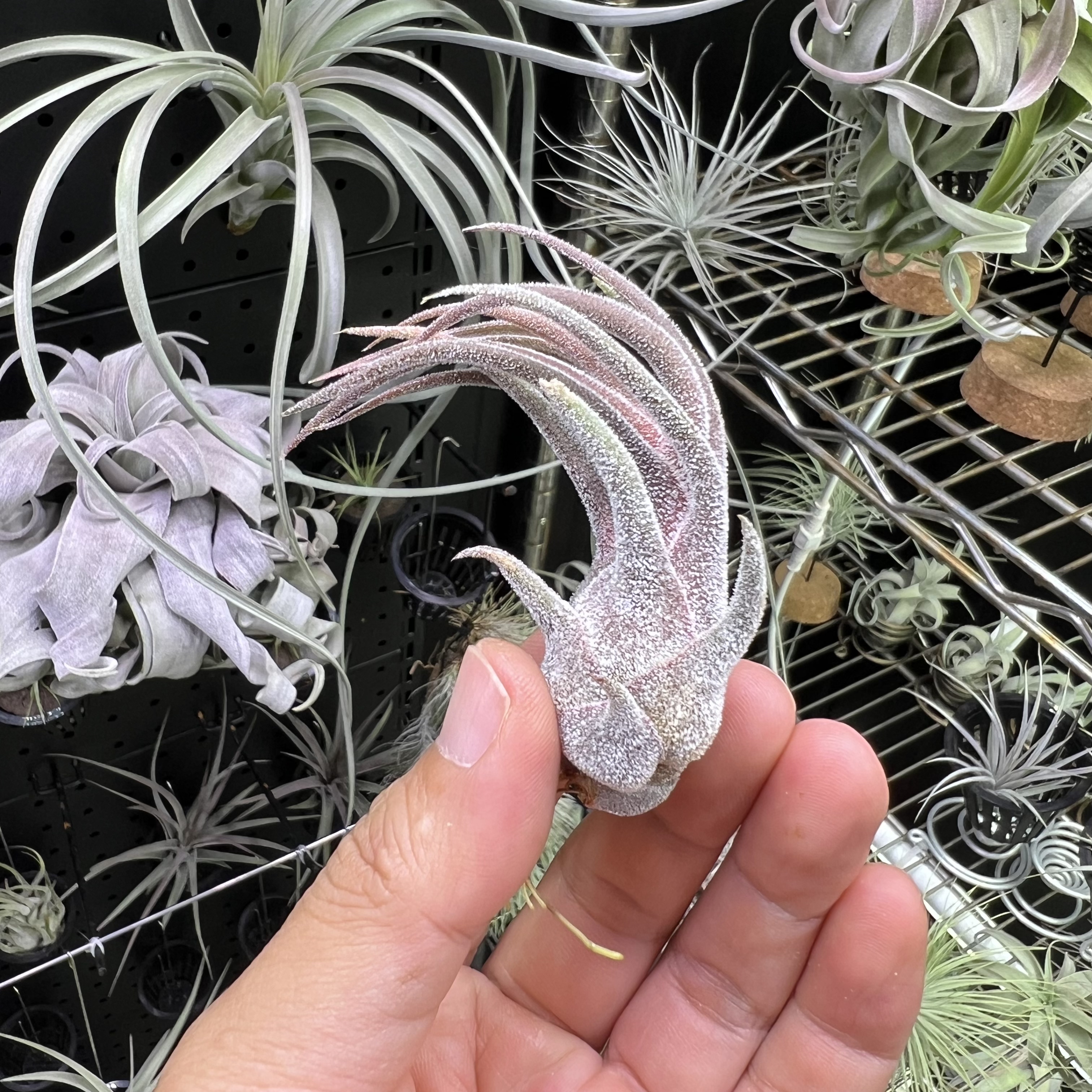 普鲁士空气凤梨新奇无土懒人室内桌面绿植物造景顺丰包邮