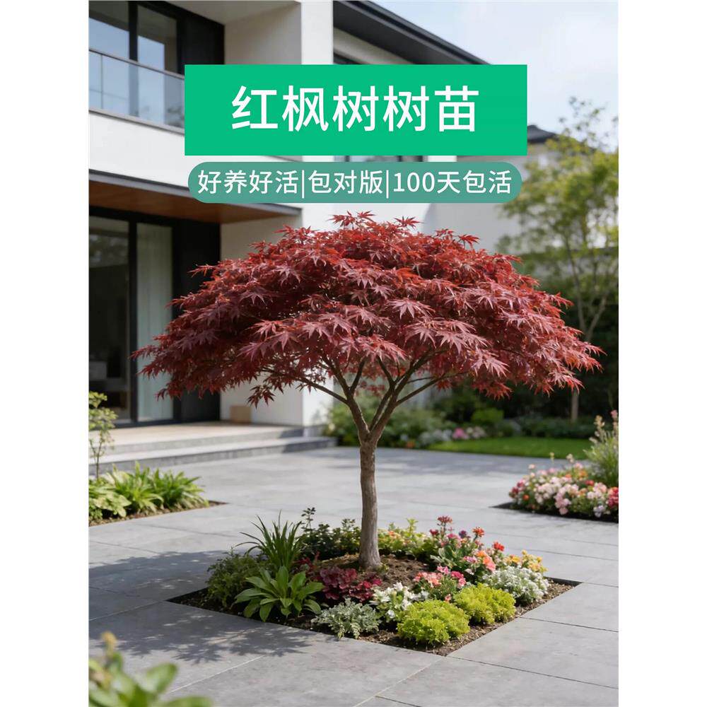 羽毛枫造型树日本红枫庭
