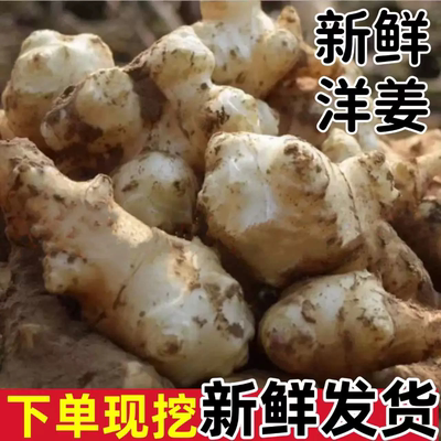 【坏果包赔】2025年洋姜新鲜现挖现发野鬼子姜菊芋5/10斤腌制地姜