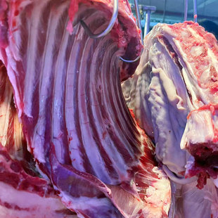 广东湛江徐闻黑山羊白山羊公羊阉羊 吃草散养 肉劲道新鲜羊肉