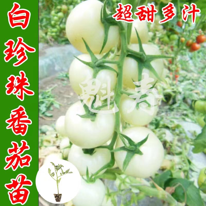 白珍珠圣女果苗白砂糖樱桃番茄种子苗西红柿种子蔬菜种苗种籽盆栽