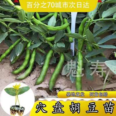 魁寿豆角便宜简单四季特大高产蚕