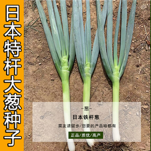 正宗铁杆大葱种子日本大葱高产铁杆葱种籽山东章丘大葱种四季 春季