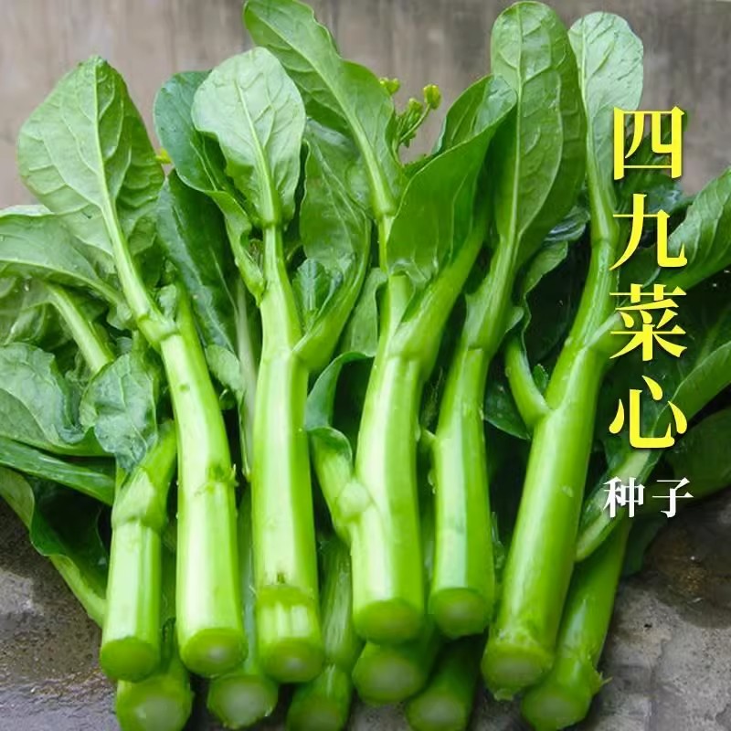 原厂10包正宗四九菜心种子种籽菜苔青油甜菜心增城连州秋季蔬菜孑